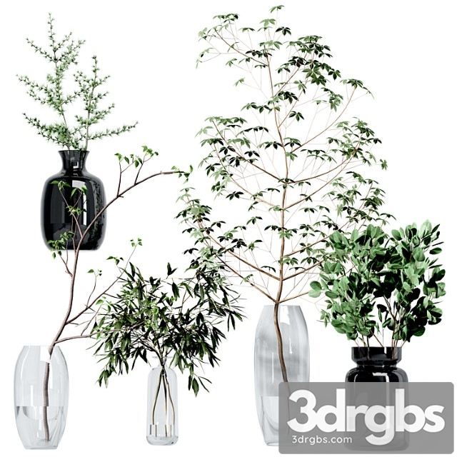 Set of branches in vases