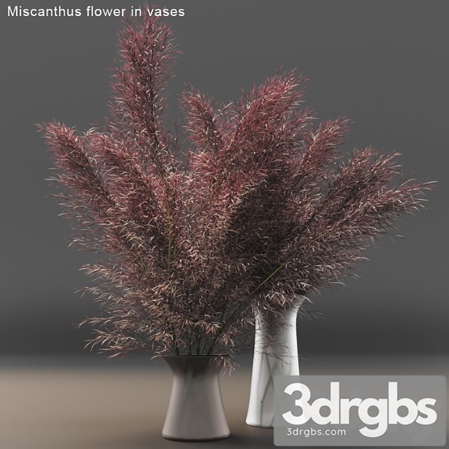 Miscanthus Flower in Vases