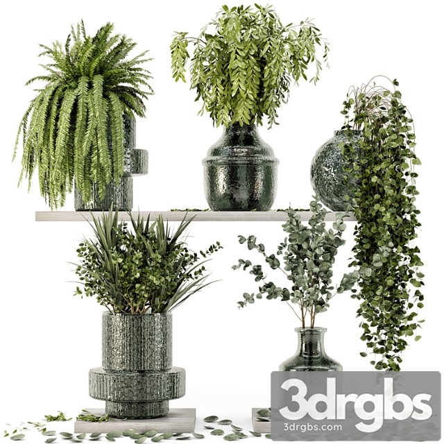 Collection indoor plants in glass pots - set 695