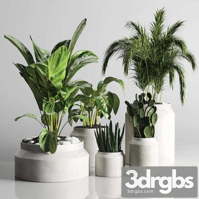 Collection Indoor Plant 33 Concrate Vase