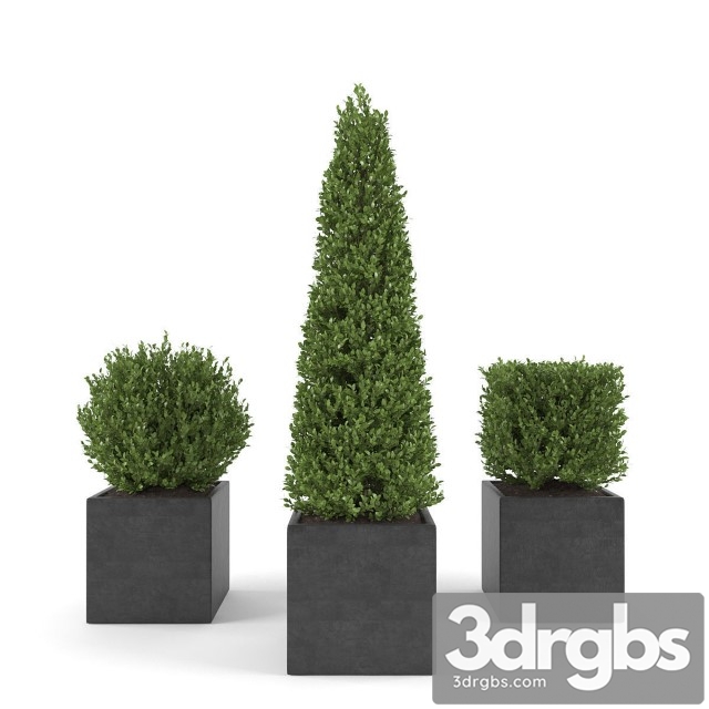 Set 2 Conifer Tree Square Pot