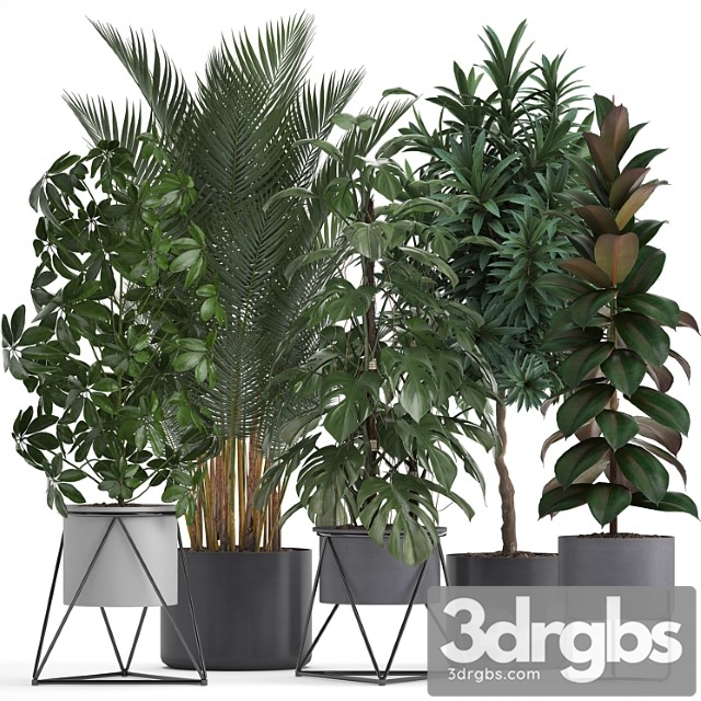 Plant collection 284. palm, ficus, monstera, indoor plants, shefflera, pot, stylish flowerpot, ficus abidjan, scandinavian style