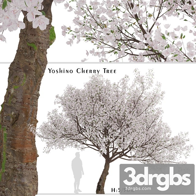 Yoshino cherry tree (prunus yedoensis) (1 tree)