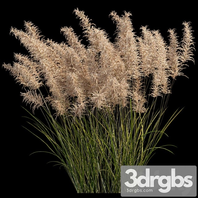 Pampas grass