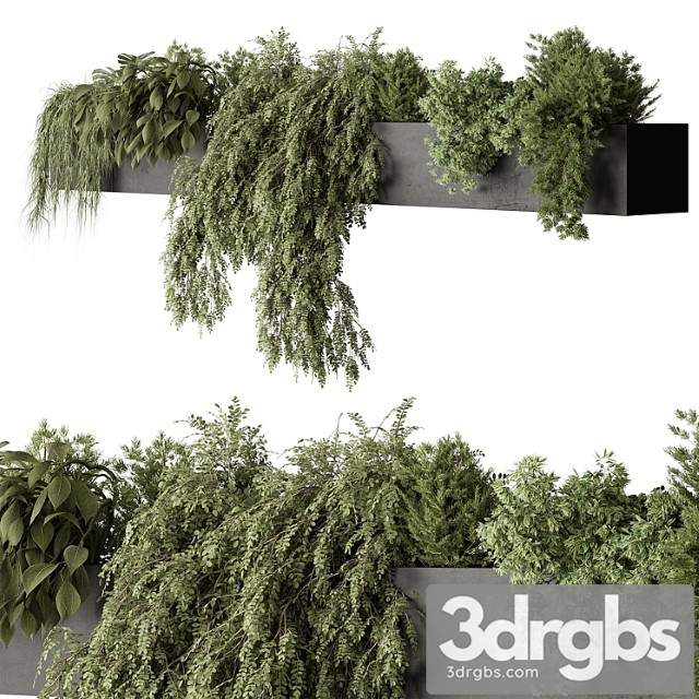 Outdoor plant 546 - hanging plants