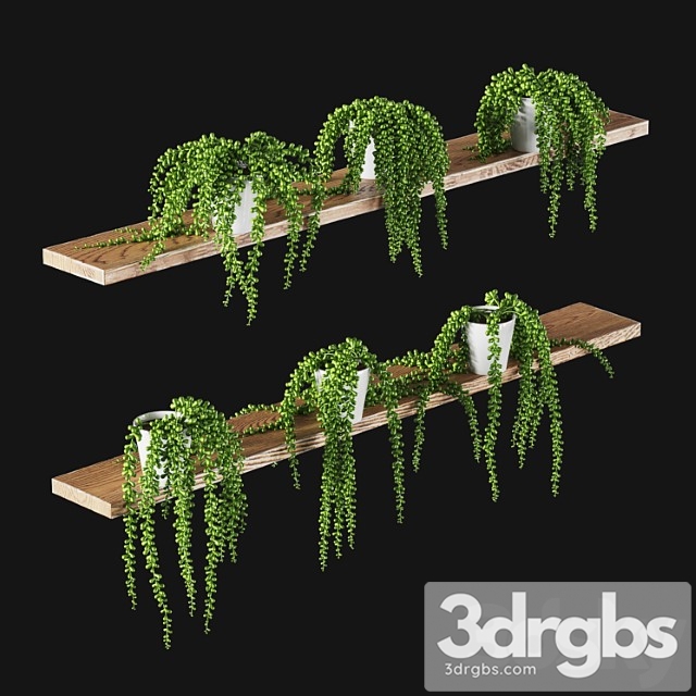 Succulents. set of 6 models