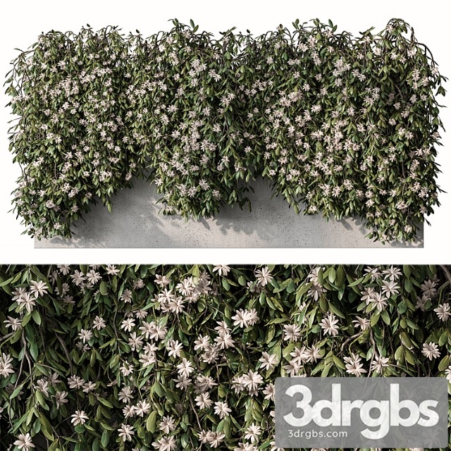 Outdoor hanging plants with white flower - set 390