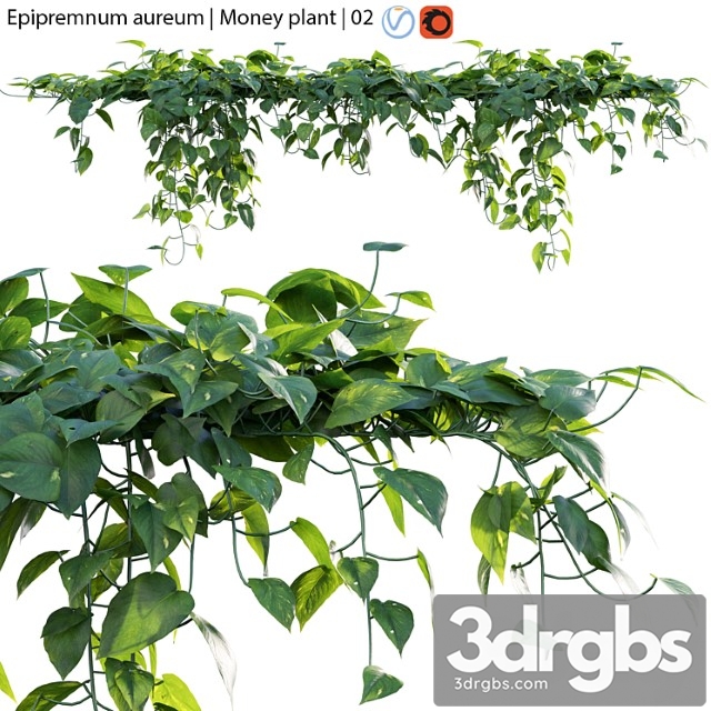 Epipremnum aureum - money plant - 02
