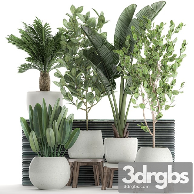 Collection of plants in white pots with a tree, strelitzia, cicada, banana palm, ficus. set 626.