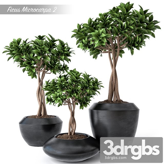 Ficus Microcarpa 2