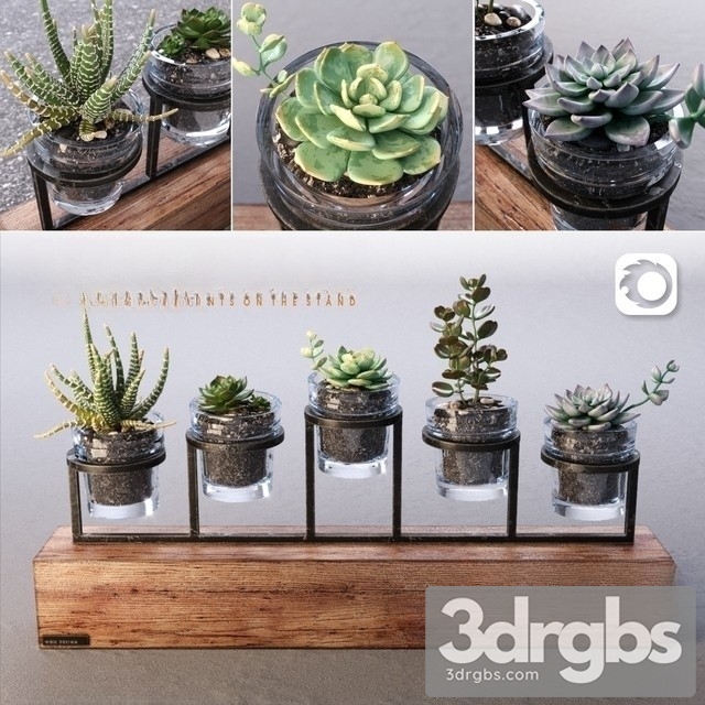 Succulents Bouquet Set