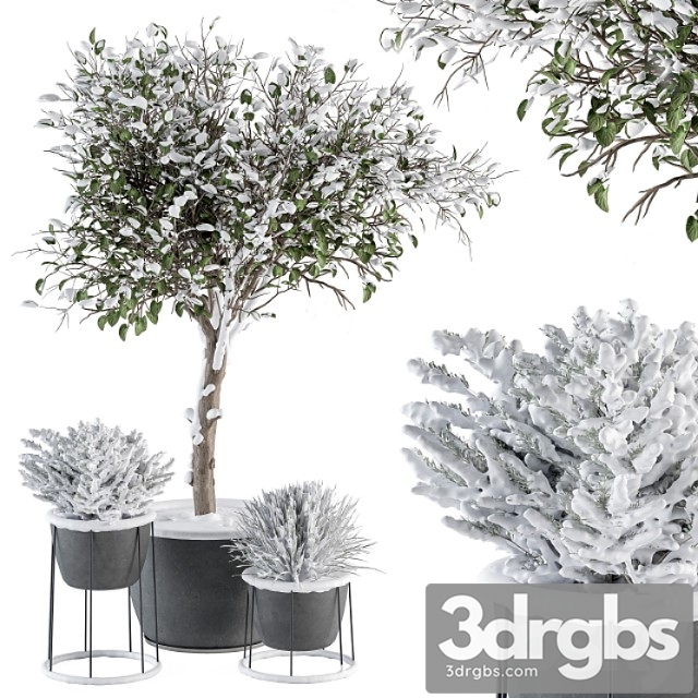 Outdoor plants in pot snowy - set 346