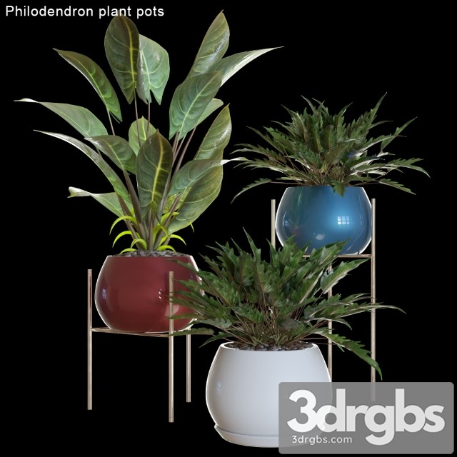 Philodendron Plant Pots 2