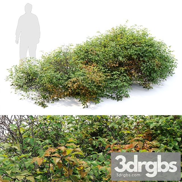 Bush 022