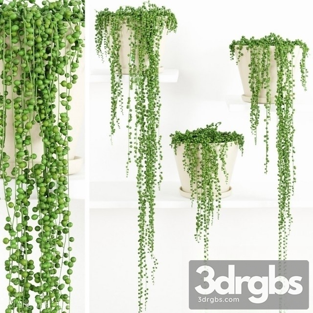 String Of Pearls Plant 2