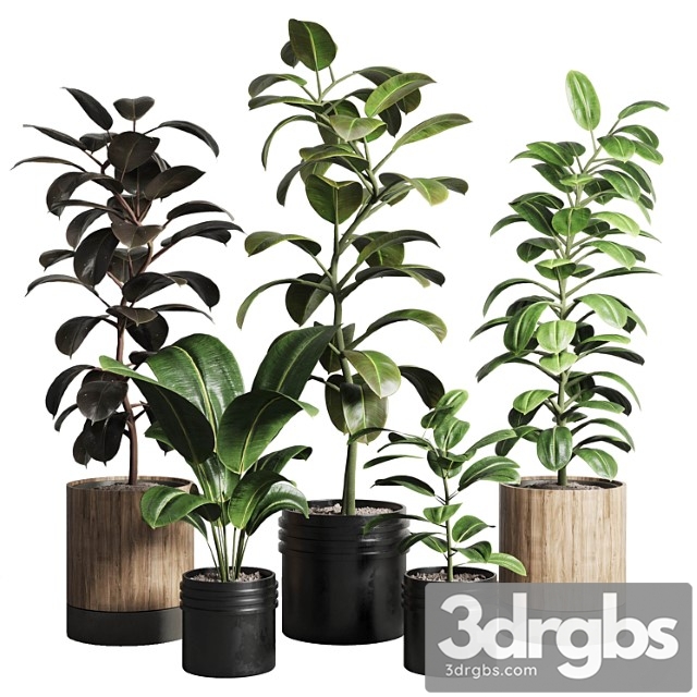 Ficus - ficus rubbery plant 165 Dirty wooden and plastic pots