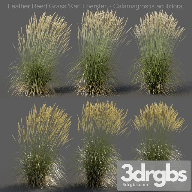 Feather reed grass - calamagrostis acutiflora - high