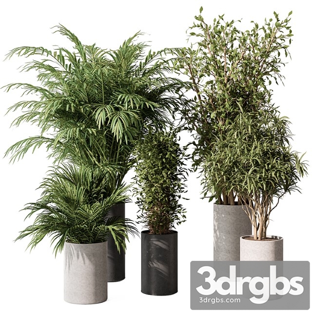 Indoor plant set 386- tree and plant set in pot