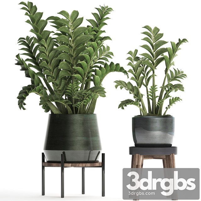 Collection of small plants in modern round pots with flower stand dollar tree, zamiokulkas. set 449.