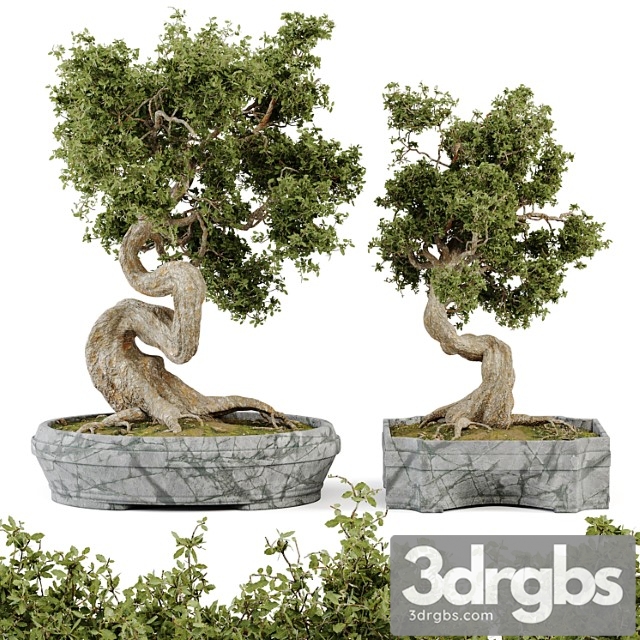 Bonsai Set Vol 01