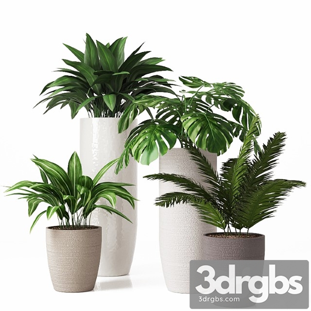 Collection of Indoor Plants 01 2