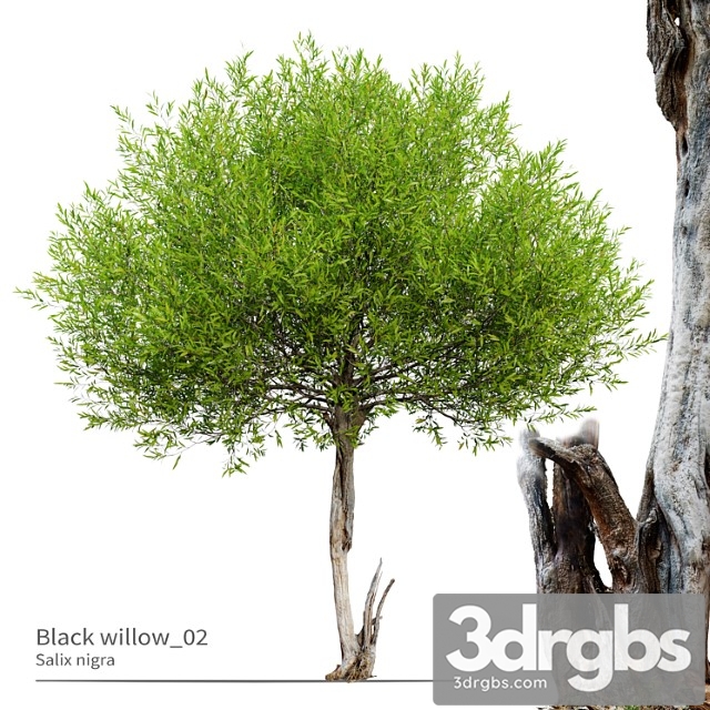 Black willow 02