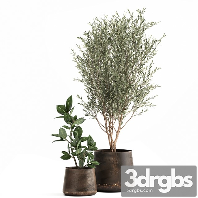 Collection of Plants In Metal Pots With Small Olive Tree Ficus Rubber Ficus Elastica Set 917
