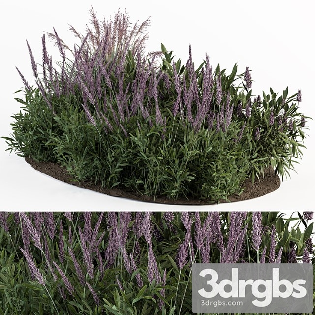 Garden set lavender bush plants - outdoor plants set 413