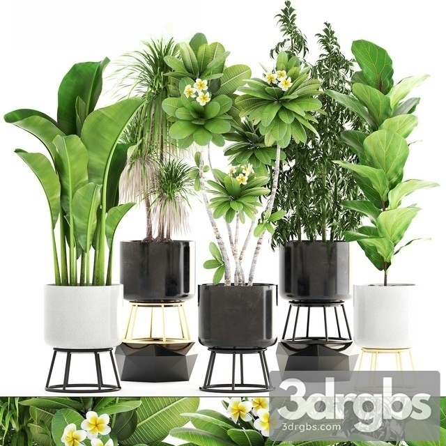 Frangipanni Plant Collection 2