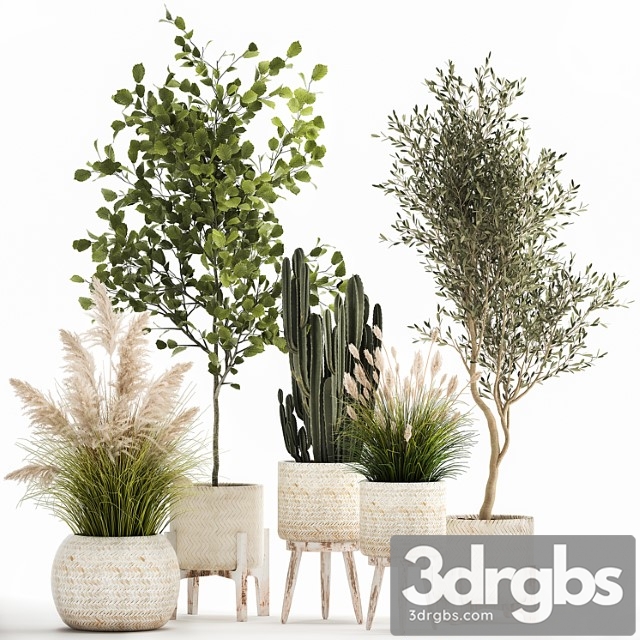 Collection of plants in white baskets with pampas grass, tree, olive, cactus, cereus, hazel, hazel. set 1035.