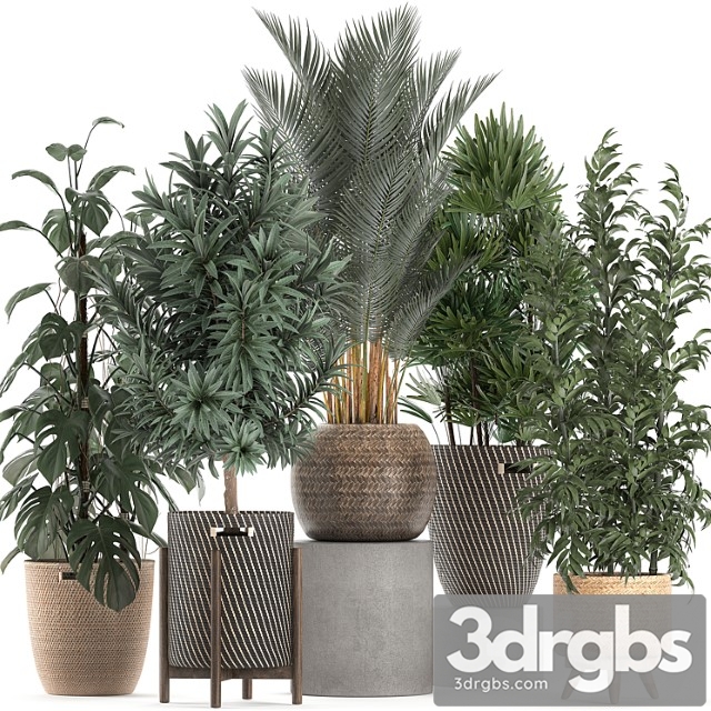 Collection of Plants 632 Basket Rattan Monstera Bamboo Palm Rapeseed Dracaena Indoor Plant Overgrown Eco Design Rafis Palm
