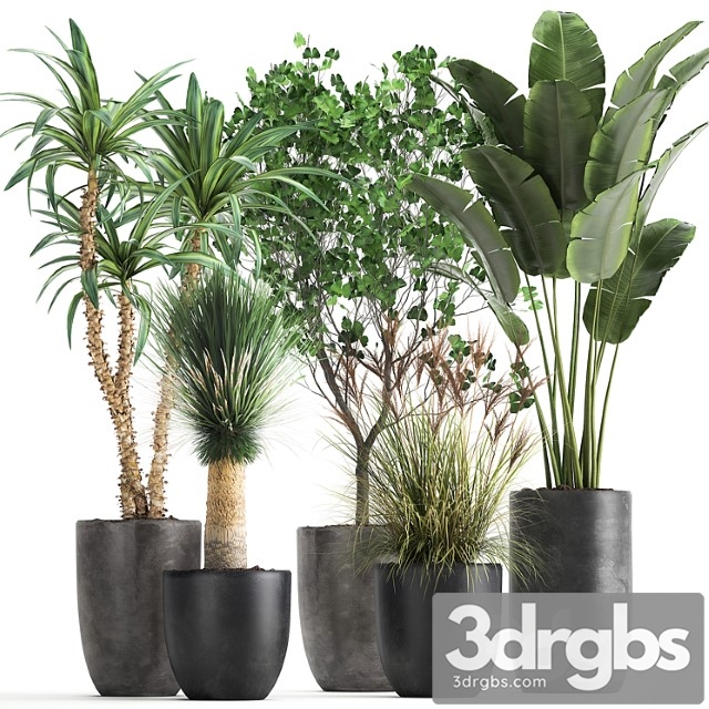 Collection of plants in black pots with strelitzia, banana ginkgo, dracaena, yucca. set 1016.