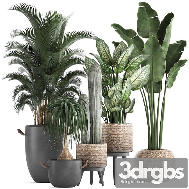 A collection of beautiful plants in modern concrete pots and baskets with banana palm, hovea, loft, cactus, dracaena, diffenbachia. set 417