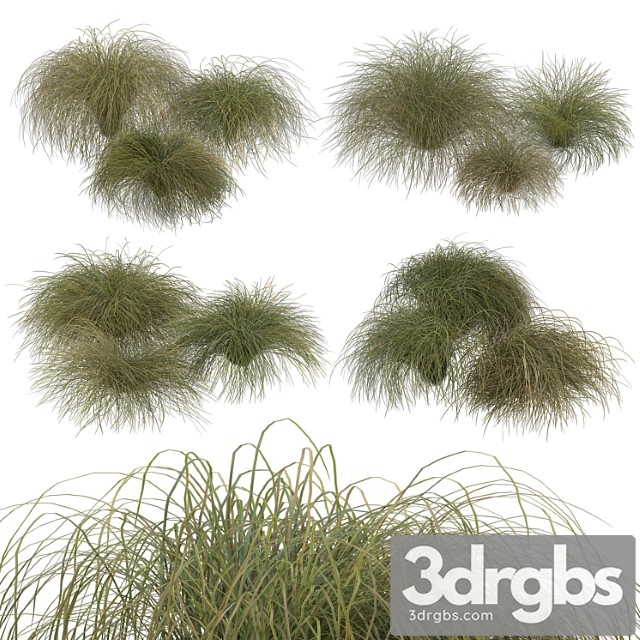 Hairsedge