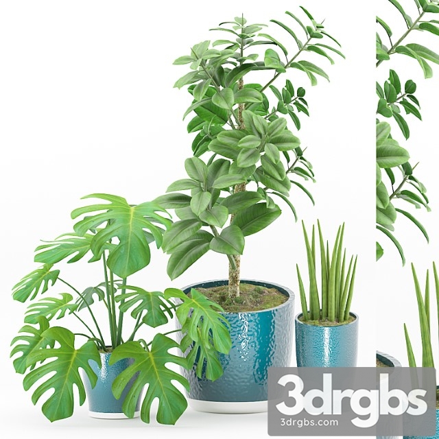 Plant 43