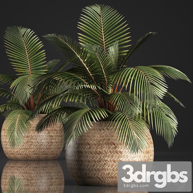 Plant coconut palm 340. small palm, basket, rattan, indoor, interior, eco design, natural decor