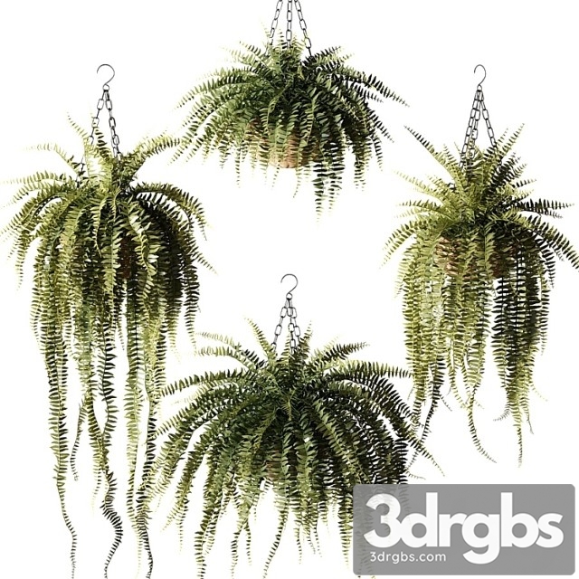 Ampel plants nephrolepis sublime in wicker hanging pots