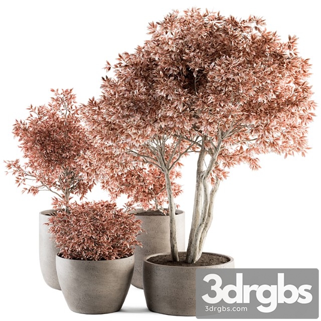 Outdoor Plant Set 359 Pink Plant Set In Concrete Pot