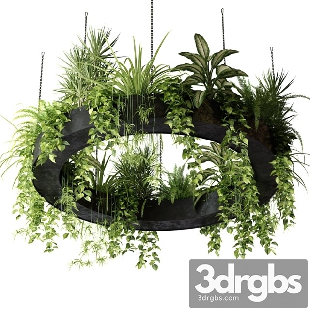 Indoor plants in a hanging ring planter