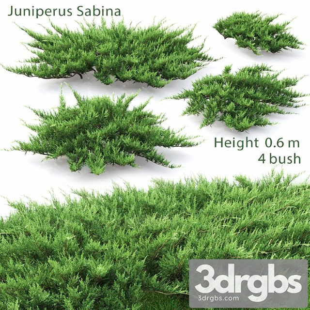 Juniperus