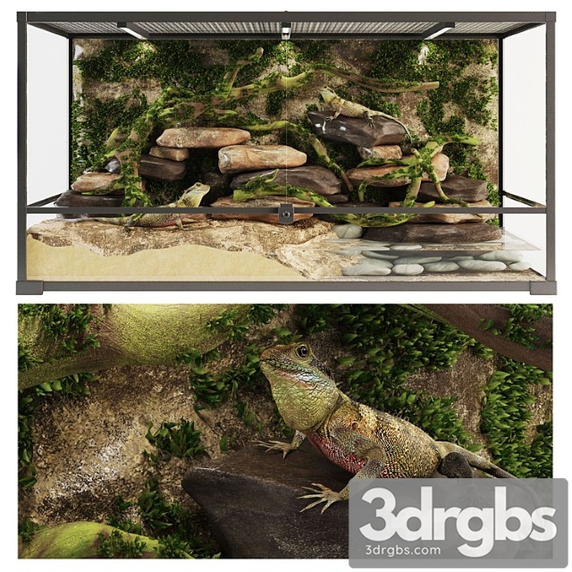 Terrarium agama