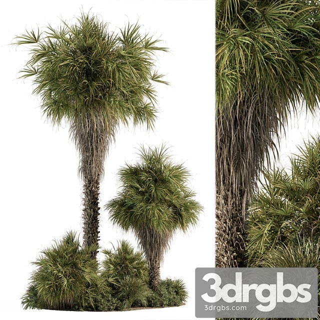 Garden set tropical plants tall palm tree - outdoor plants set 428