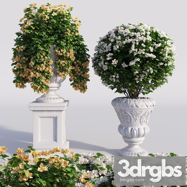 Bougainvillea Planter Set 1