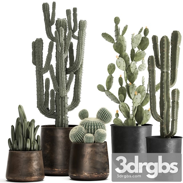 Collection of cacti plants in metal rusty pots of prickly pear, carnegie, round cactus. set 992.
