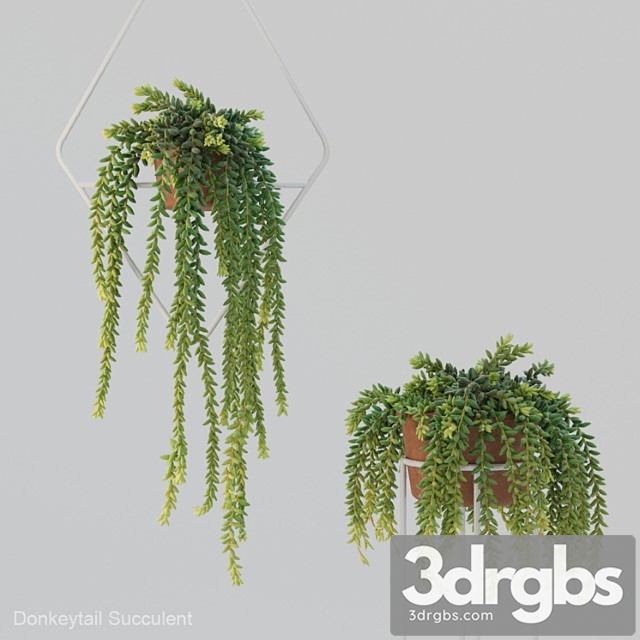 Donleytail Burrostail Succulent Hanging