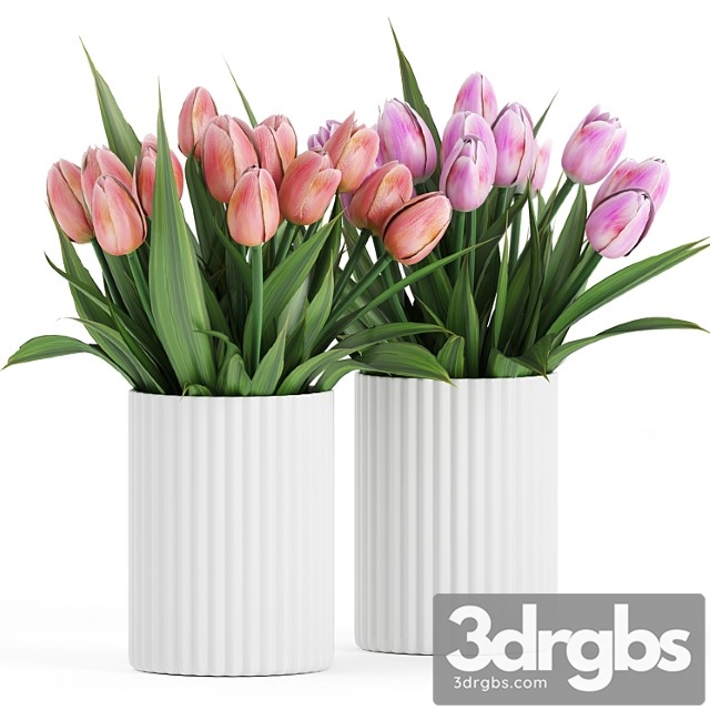 Flower Pack 250C Tulips