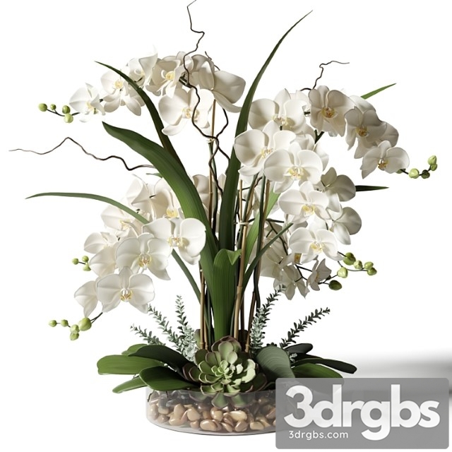 White orchids in a glass vase with stones