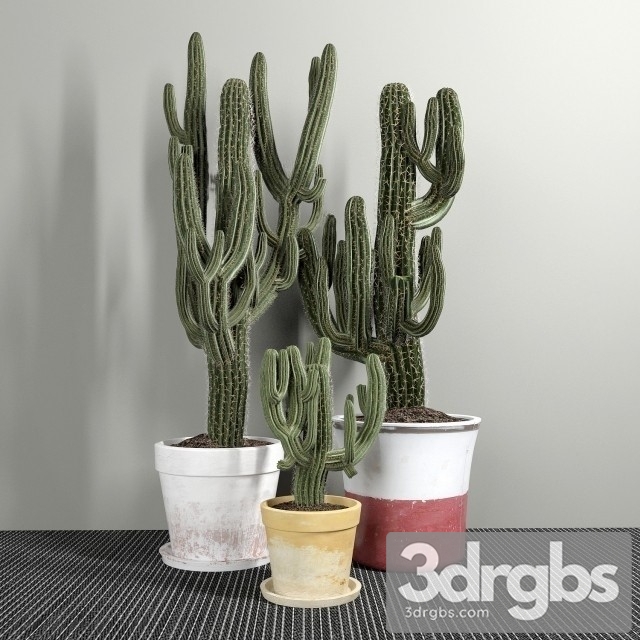 Set Three Cactuses Carnegiea