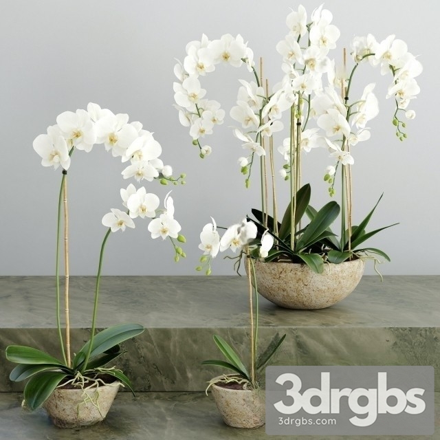 Orchid White Bouquet