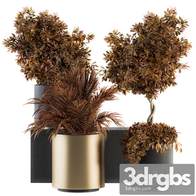 Indoor plant set 91 - black and gold (red plant)